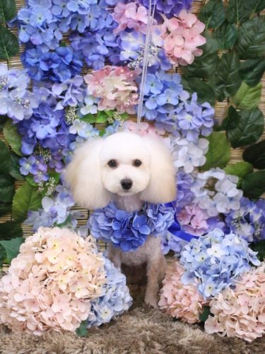 20250619綾姫ちゃん